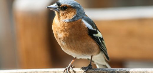Opinia ornitologiczna – jakie informacje powinna zawierać?